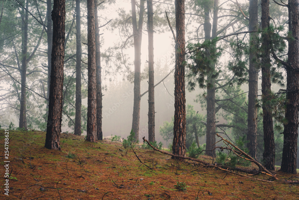 Obraz premium Forest Walk