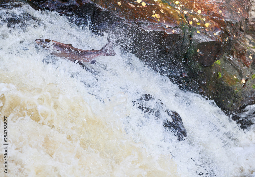 Fototapeta premium Wild Scottish atlantic salmon leaping on waterfall