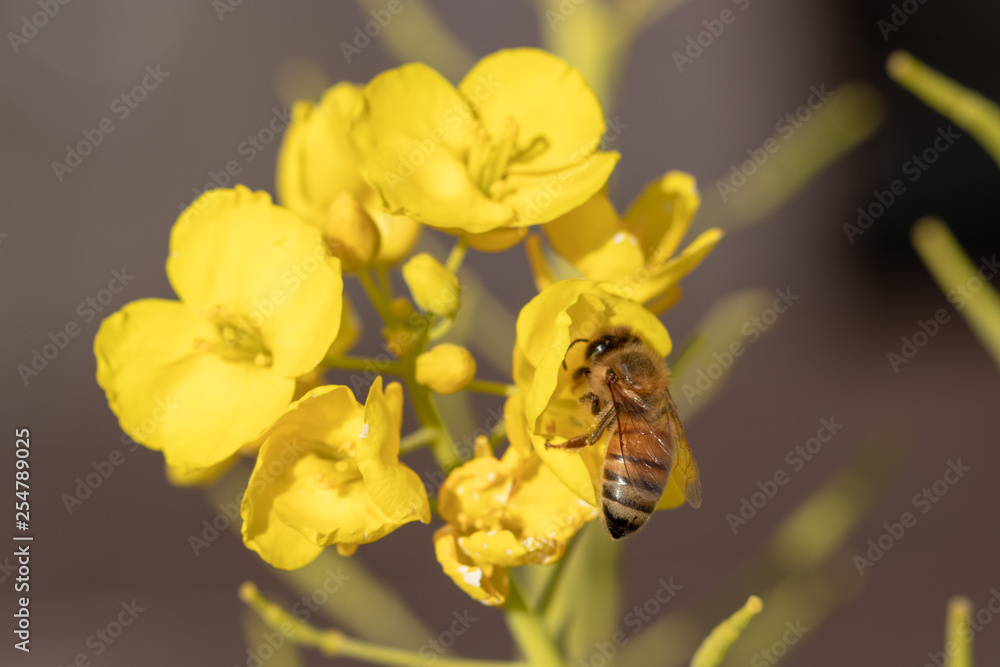 Rape blossoms and bees, Road Station Tomiura, Minamiboso City, Chiba Prefecture, Japan Rape blossoms and bees, Road Station Tomiura, Minamiboso City, Chiba Prefecture, Japan