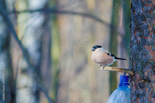 Obraz na plátně hungry wild bird bullfinchr on a tree in spring forest
