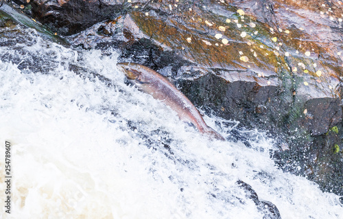 Wild Scottish atlantic salmon leaping on waterfall photo