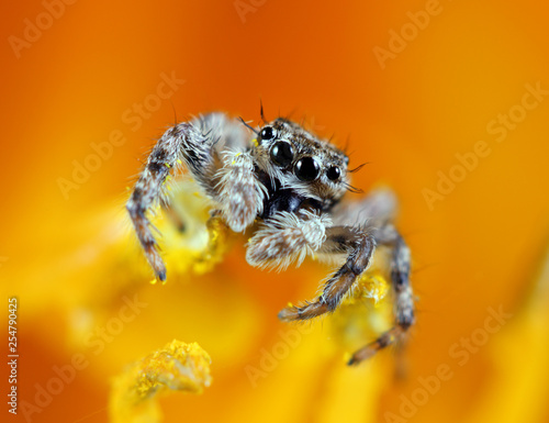 Jumping Spider Macro Inside a Flower