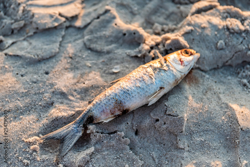 Closeup of one dead fish washed ashore during sunset on sand red tide algae bloom toxic in Naples beach in Florida Gulf of Mexico photo
