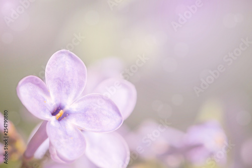 The light spring background with lilac flower. Springtime.