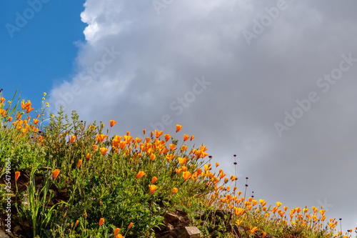 Low view of California poppies pointing up toward clouds and sky. photo