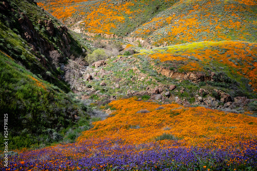 View looking down into a valley of California poppies, bluebells and mustardweed. © Mary Lynn Strand