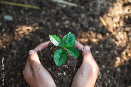 Both hands of men are planting seedlings into fertile soil, Natural care concepts and world preservation, global warming reduction. World Environment Day.