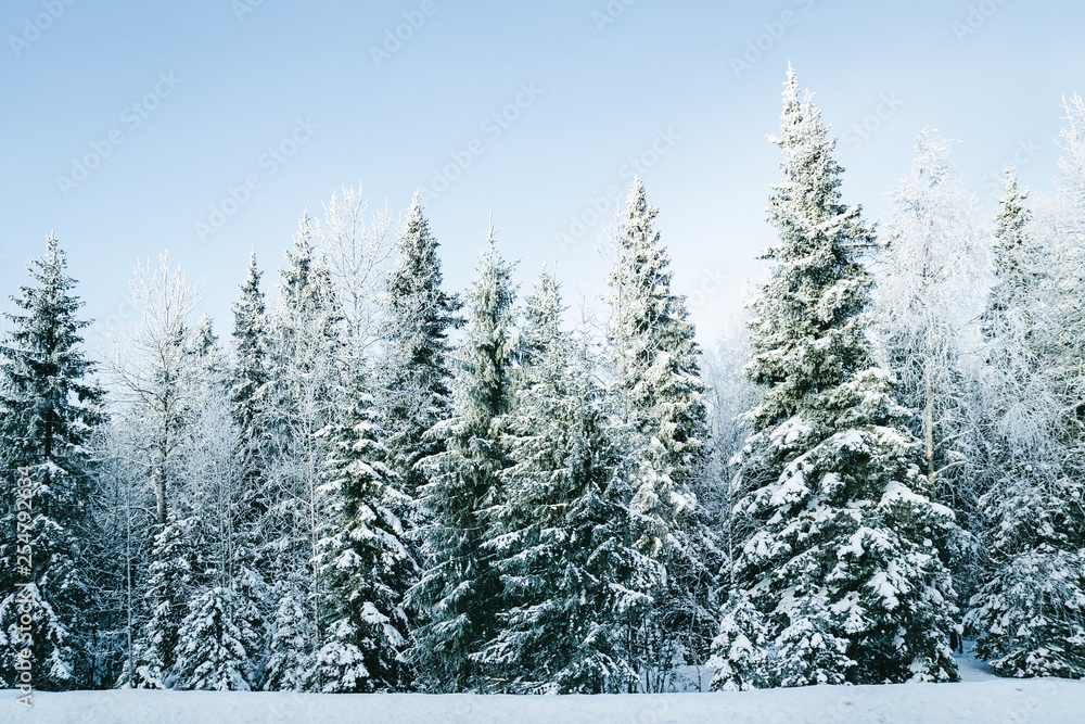 Snowy countryside with forest at winter Rovaniemi