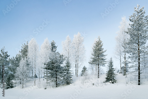 Snowy countryside with forest in winter Rovaniemi