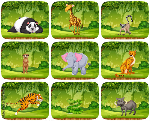 Set of animals in jungle scenens photo