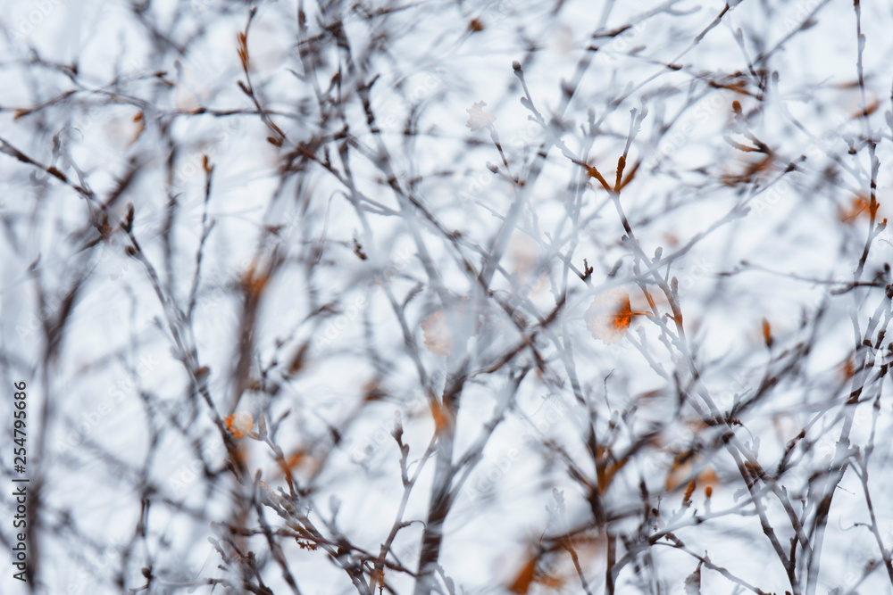 Herbstinspiration, Vaglaskogur, Island