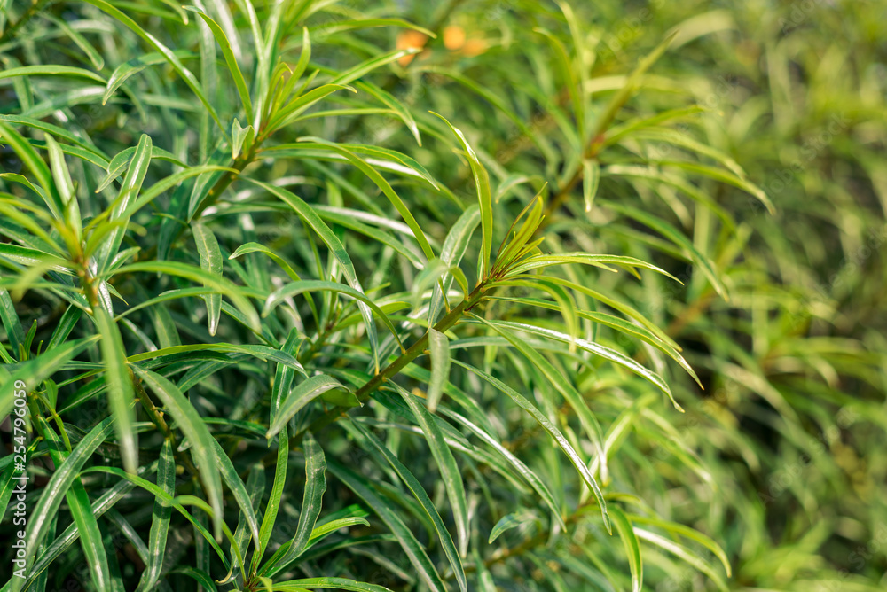 green bush with long leaves on the whole frame green bush with long leaves on the whole frame