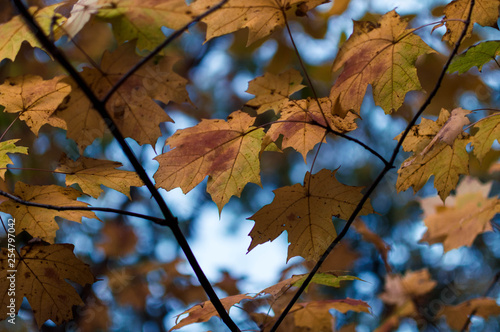 Autumn leaf arrangement against a blue sky