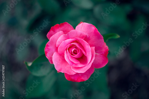 Vivid rose peddles isolated