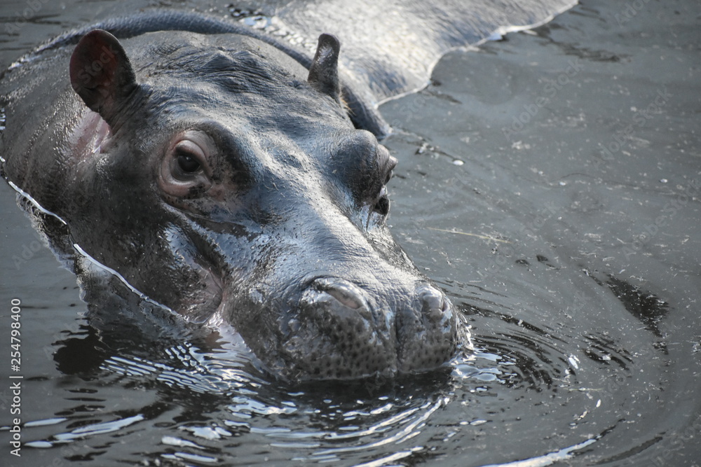 Naklejka premium hipopotamo