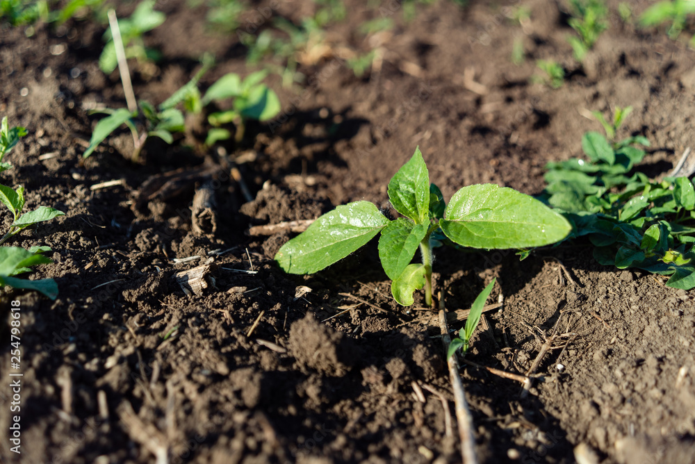 Sunflower seedling green small grew from ground on field Sunflower seedling green small grew from ground on field