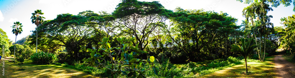 Panorama of garden, gree trees 2