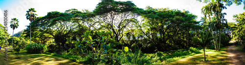 Panorama of garden  gree trees 2