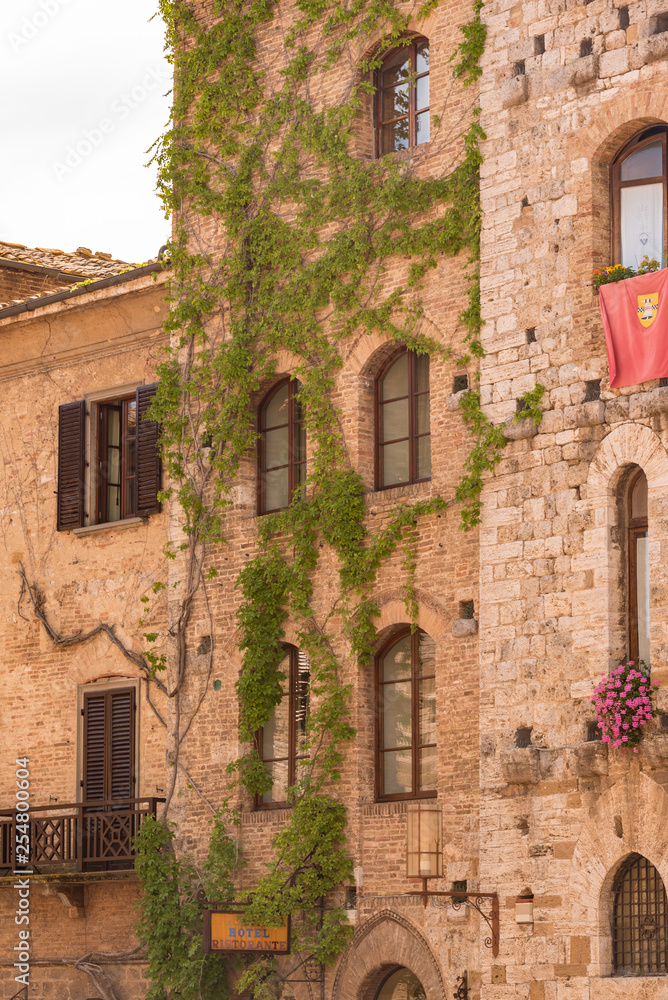 hanging vines on old building in San Gimignano Italy