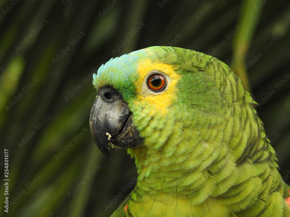 Obraz premium Olhar atento