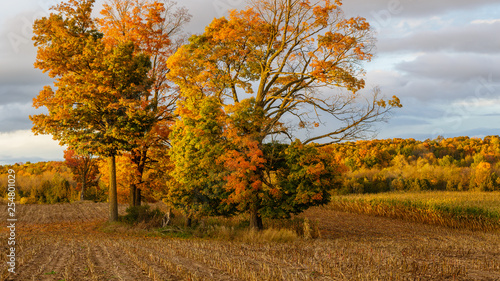 Colorful Wisconsin forest next to a harvested corn field in October