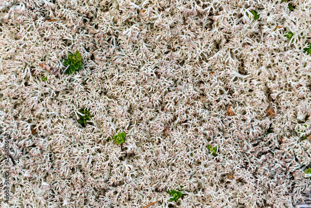 Nature background in shades of cream, white, and pink tinged plant tips, moss, lichen, and tiny green plants Nature background in shades of cream, white, and pink tinged plant tips, moss, lichen, and tiny green plants