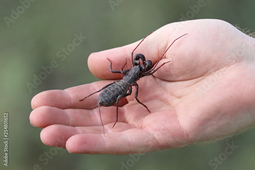 Giant Vinegaroon (Mastigoproctus giganteus)