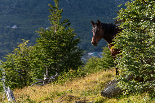 Wild horse looking out from behind a bush in Cerro Alarken Nature Reserve, Ushuaia, Argentina photo