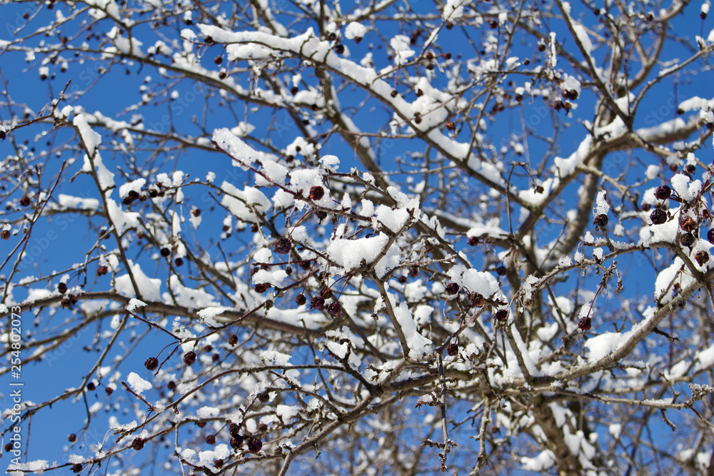 Abstract background of attractive snow covered shrub branches in winter Abstract background of attractive snow covered shrub branches in winter