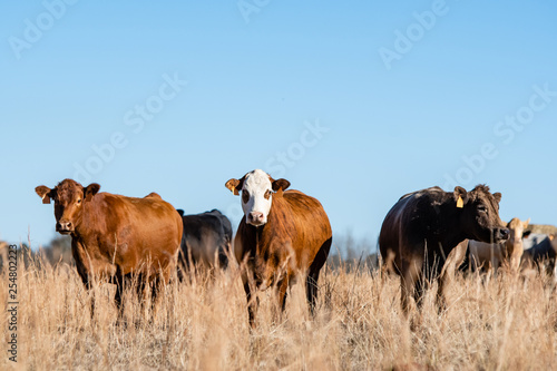 Three commercial beef cows in winter pasture
