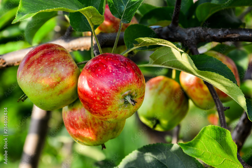 ripe red apples on the branches ripe red apples on the branches
