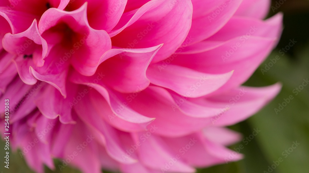 Close up of pink flower : aster with pink petals and yellow heart for background or texture