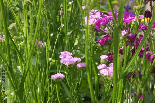 Floraison au jardin d'agrément-20 © indorienta