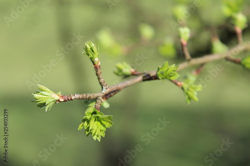 branch of a tree in spring © Dan