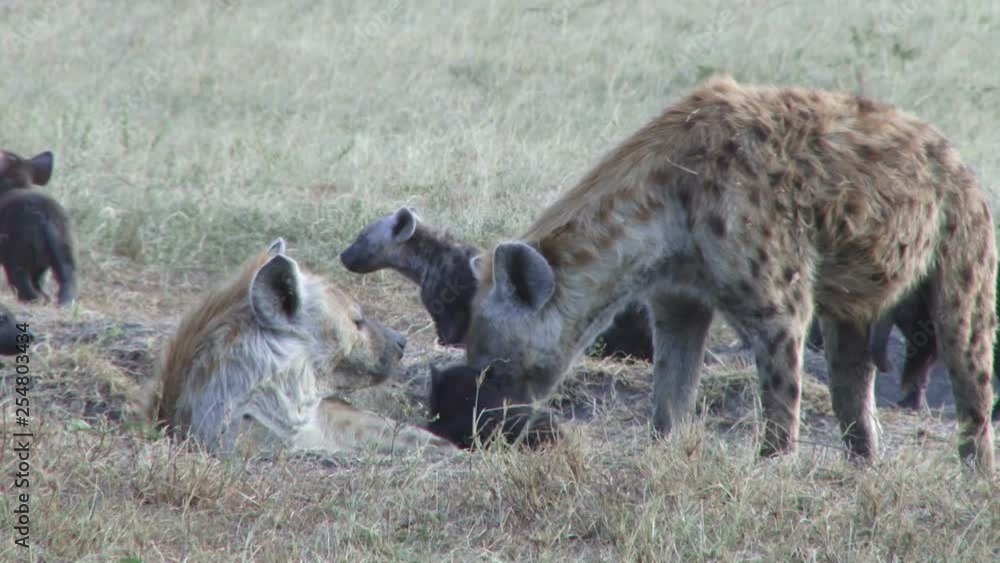 Many hyenas including cubs moving around in a hyena den.mov Many hyenas including cubs moving around in a hyena den.mov