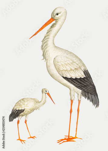 Stork in vintage style