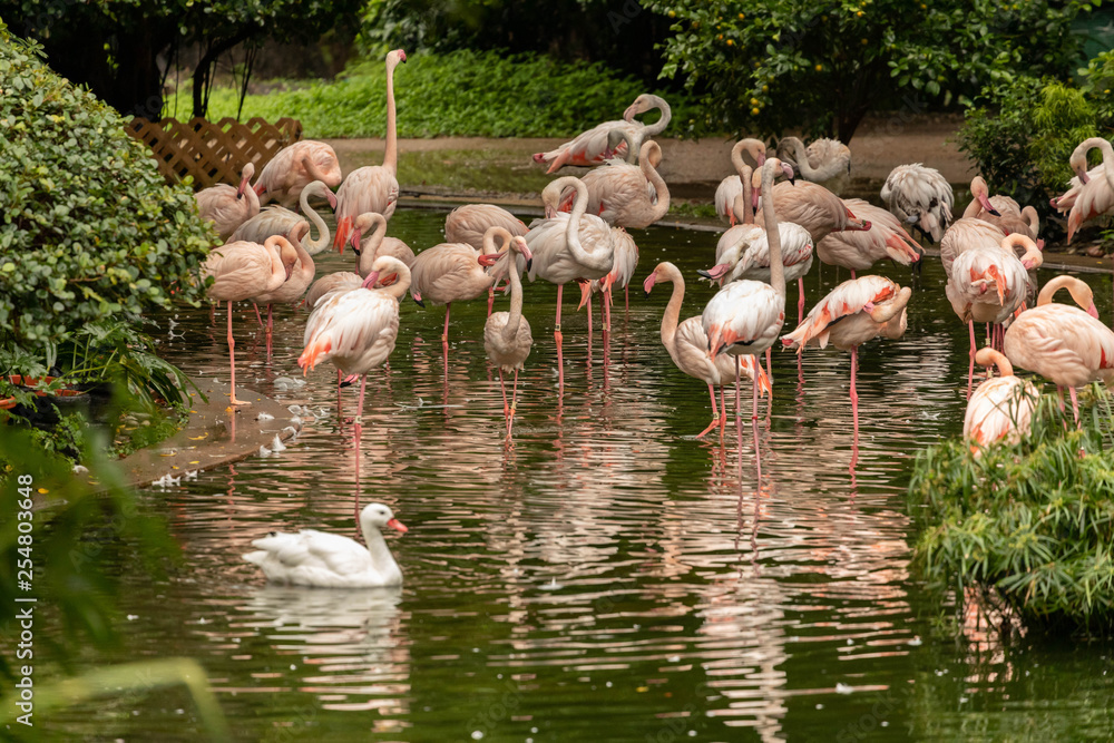Naklejka premium Flock of pink flamingos bathe at Kowloon Park near Tsim Sha Tsui