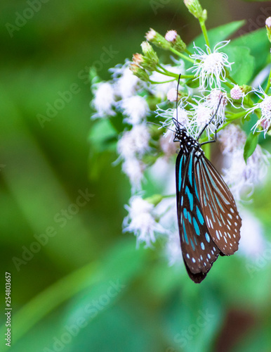 Blue Tiger Butterfly in Maolin, Taiwan photo