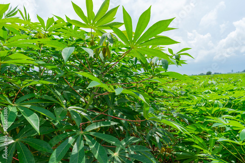 Cassava plantation farm with blue sky in a farm