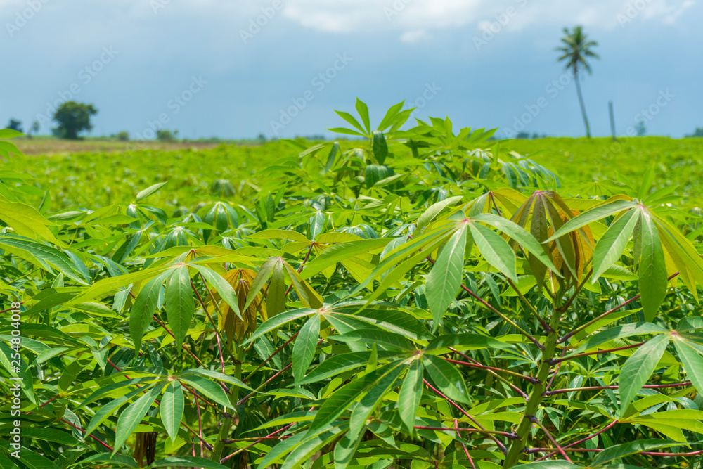 Cassava plantation farm with blue sky in a farm Cassava plantation farm with blue sky in a farm