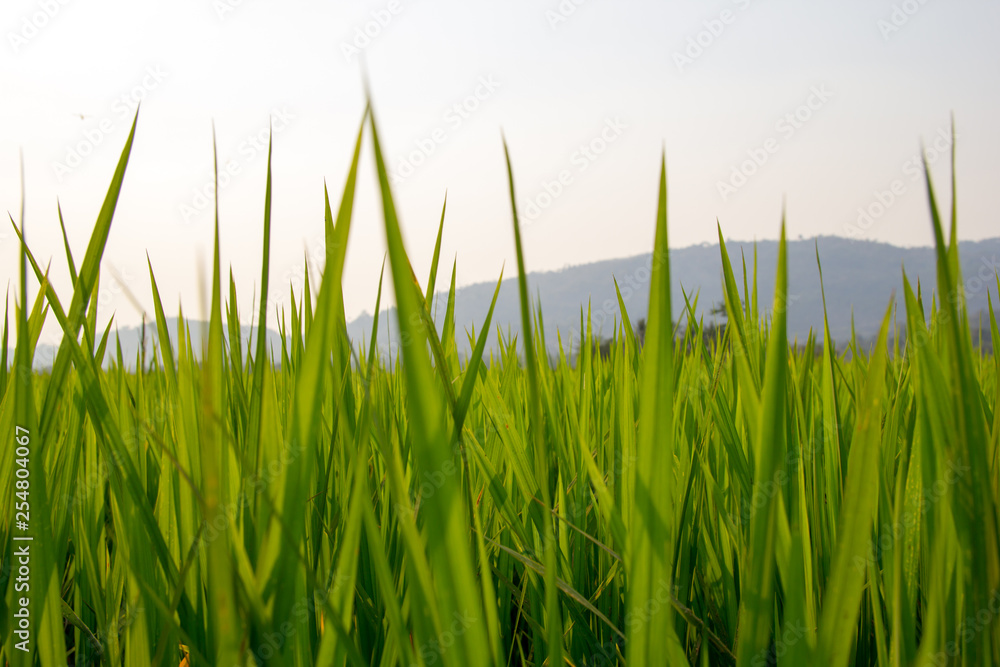 Obraz premium Background of Rice Plantation Field