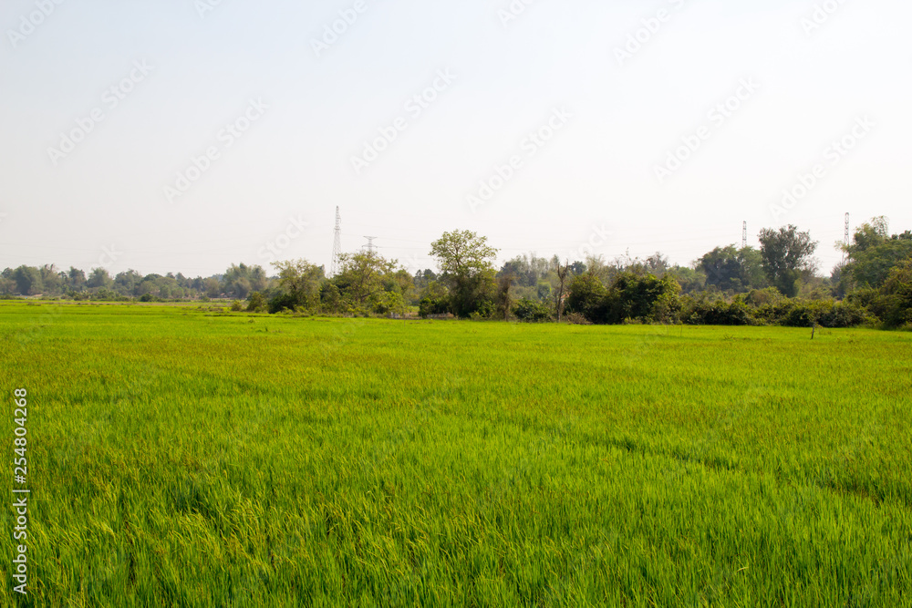 Background of Rice Plantation Field Background of Rice Plantation Field