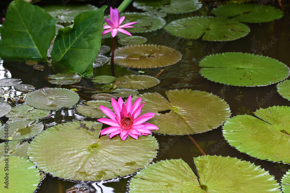 Pond Lilies Pond Lilies