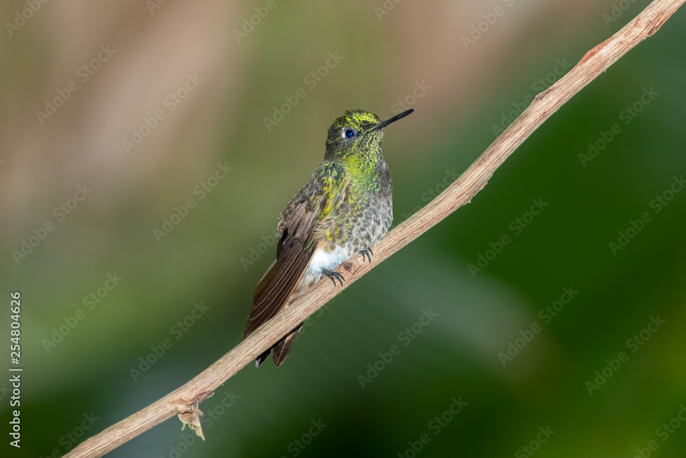 Female Booted Racket-tail Humming Bird (Ocreatus underwoodii), Tandayapa Area, Ecuador Female Booted Racket-tail Humming Bird (Ocreatus underwoodii), Tandayapa Area, Ecuador