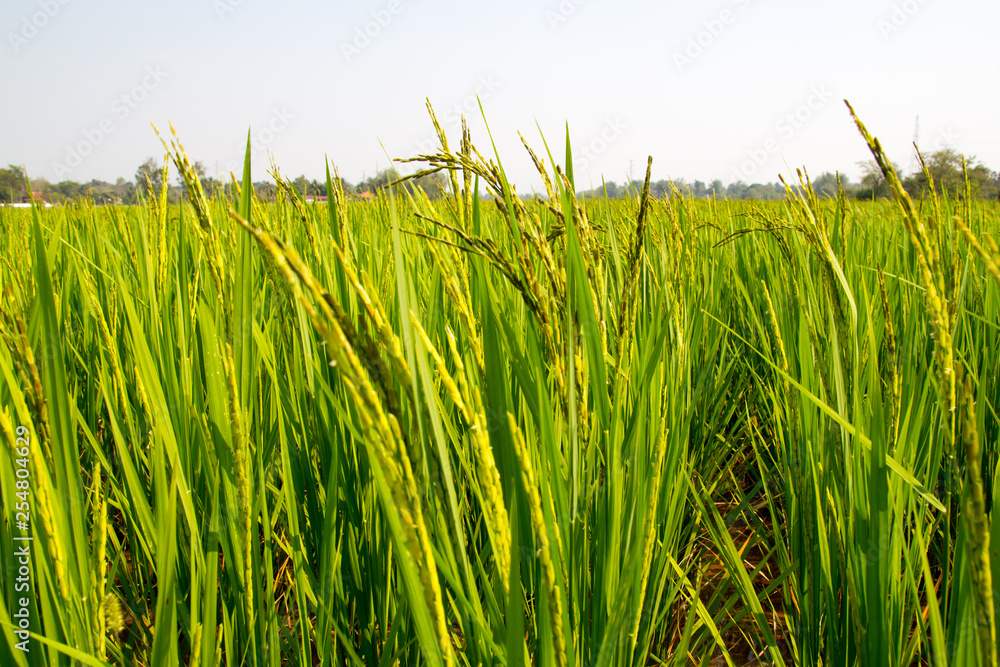 Fototapeta premium Background of Rice Plantation Field