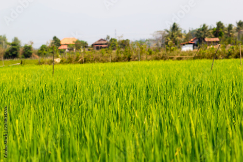 Background of Rice Plantation Field