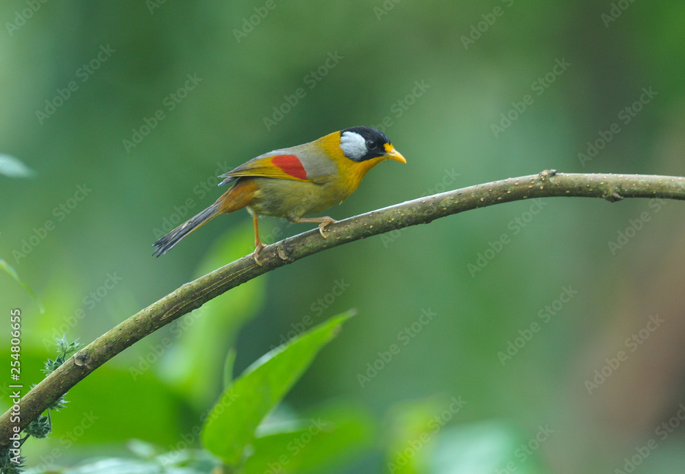 Silver-eared Mesia; Leiothrix argentauris, Beautiful bird in Thailand.