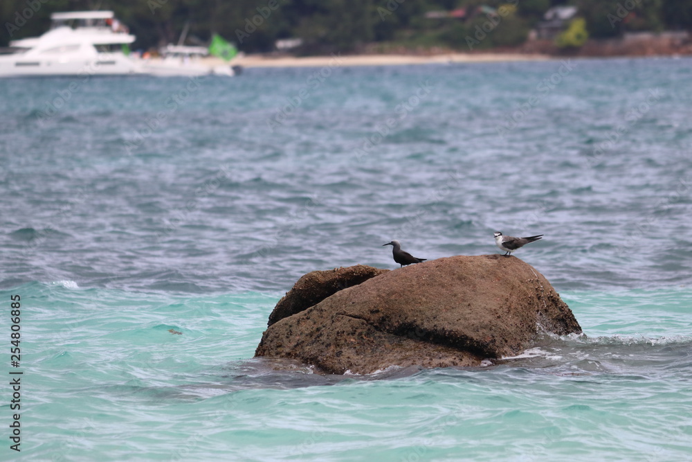 Fototapeta premium curieuse