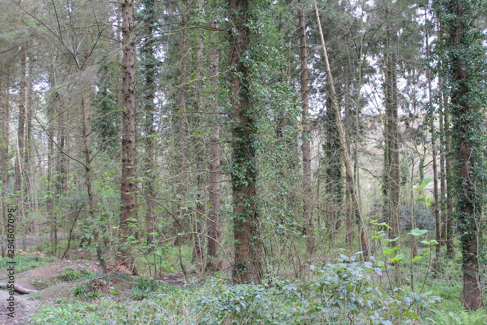 Fototapeta premium trees in the forest