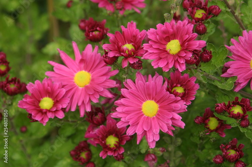 Foto Floraison jardin-19